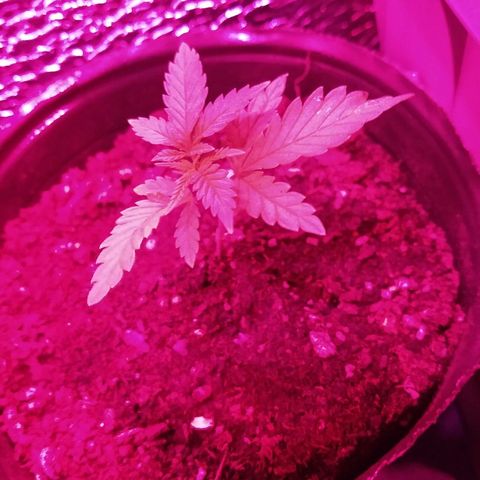 AK47 #1 growlog photo: De noche en el indoor