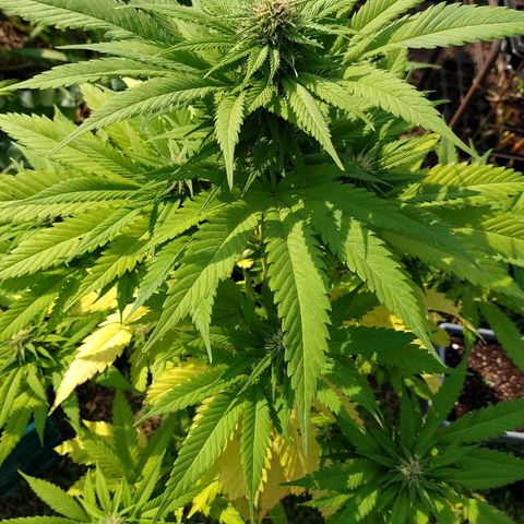 OutLaw growlog photo: Regada y ferti con 270ppm del te de vamp humus y melaza