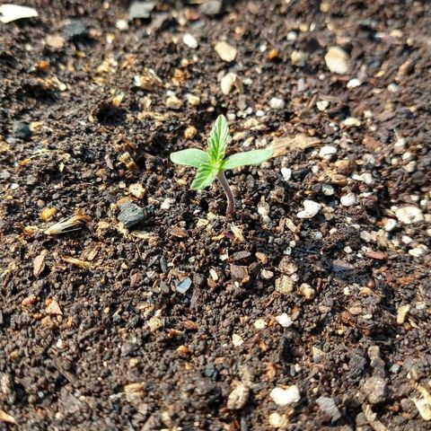 Purple Bud auto growlog photo: Tomando solcito