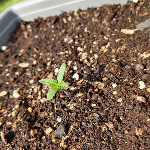 Purple Bud auto growlog photo: Tomando solcito