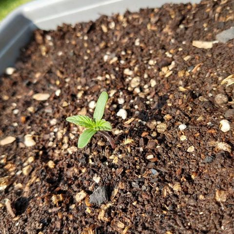 Purple Bud auto growlog photo: Tomando solcito