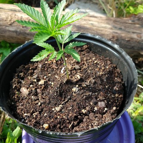 AK47 #1 growlog photo: Tomando sol de otoño