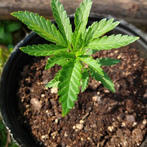 AK47 #1 growlog photo: Tomando sol de otoño