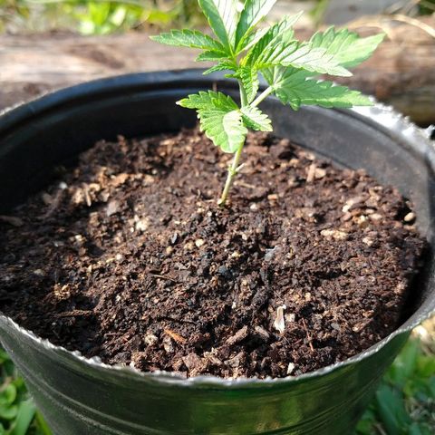 AK47 #2 growlog photo: Tomando sol de otoño