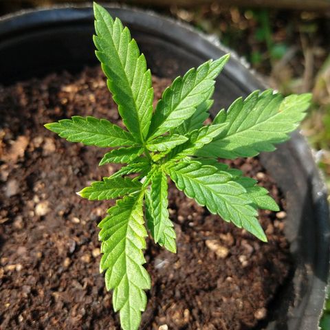 AK47 #2 growlog photo: Tomando sol de otoño