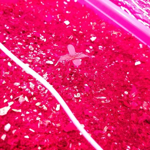 Purple Bud auto growlog photo: Pasando la noche en el indoor