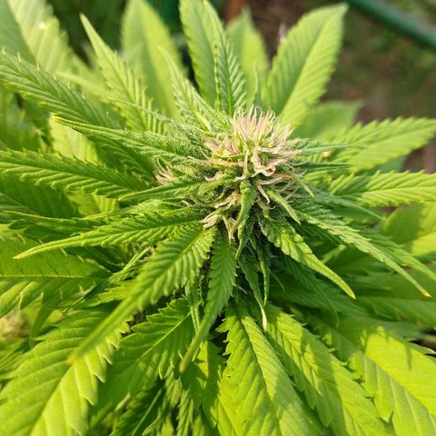 OutLaw growlog photo: Lindos pistilos rosas