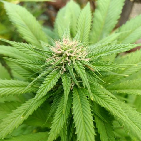 OutLaw growlog photo: Lindos pistilos rosas