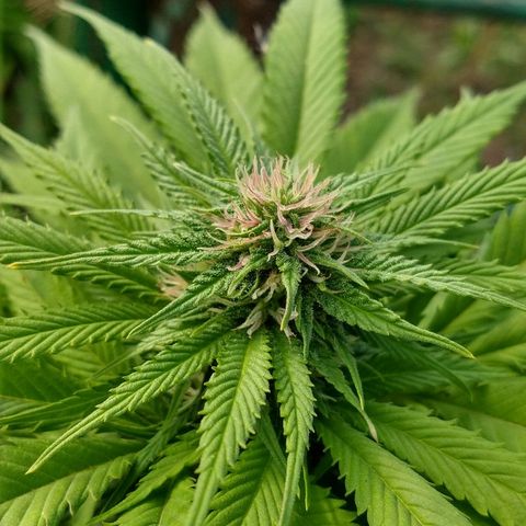 OutLaw growlog photo: Lindos pistilos rosas
