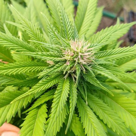 OutLaw growlog photo: Lindos pistilos rosas