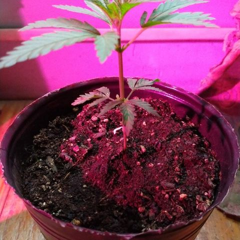 AK47 #1 growlog photo: En el indoor
