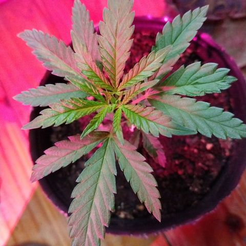 AK47 #1 growlog photo: En el indoor