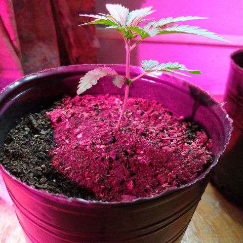AK47 #2 growlog photo: En el indoor