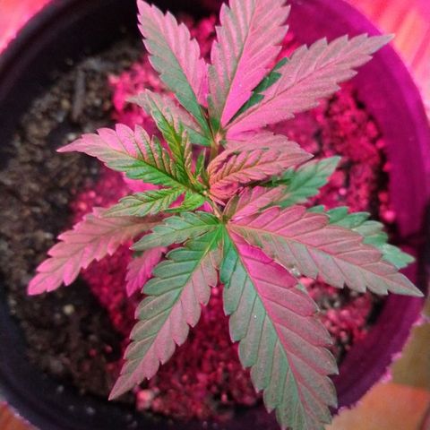 AK47 #2 growlog photo: En el indoor