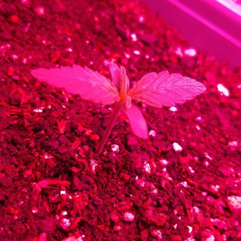 Purple Bud auto growlog photo: En el indoor
