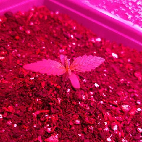 Purple Bud auto growlog photo: En el indoor