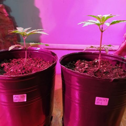 AK47 #1 growlog photo: Creciendo lindas
