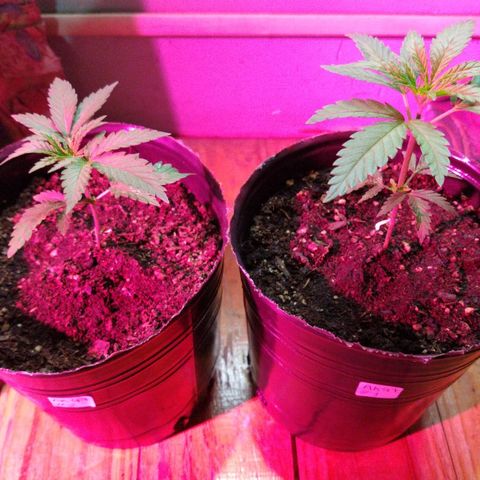 AK47 #1 growlog photo: Creciendo lindas