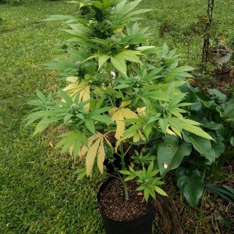 OutLaw growlog photo: Tomando solcito después de un día de lluvia