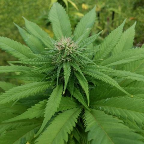 OutLaw growlog photo: Tomando solcito después de un día de lluvia