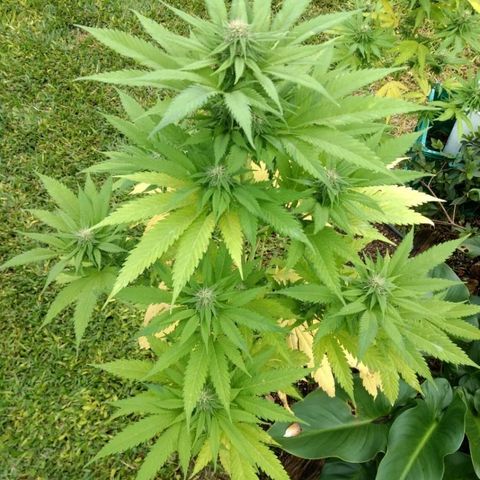 OutLaw growlog photo: Tomando solcito después de un día de lluvia
