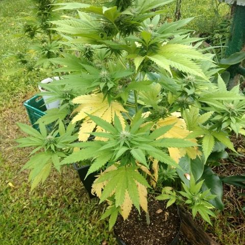 OutLaw growlog photo: Tomando solcito después de un día de lluvia