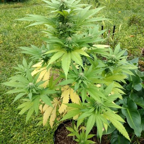 OutLaw growlog photo: Tomando solcito después de un día de lluvia