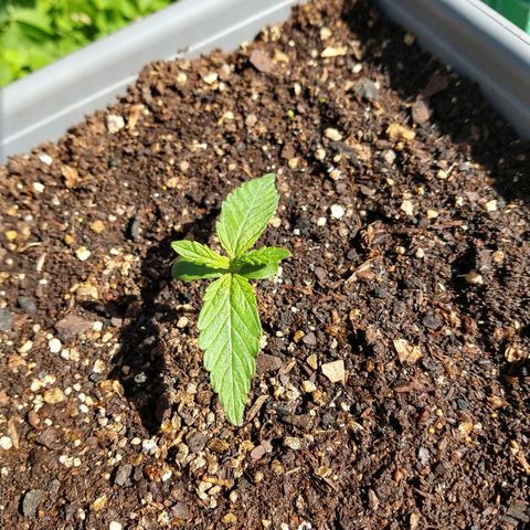 Purple Bud auto growlog photo: Tomando solcito