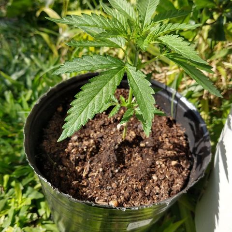 AK47 #1 growlog photo: Tomando sol