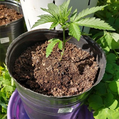 AK47 #2 growlog photo: Al solcito