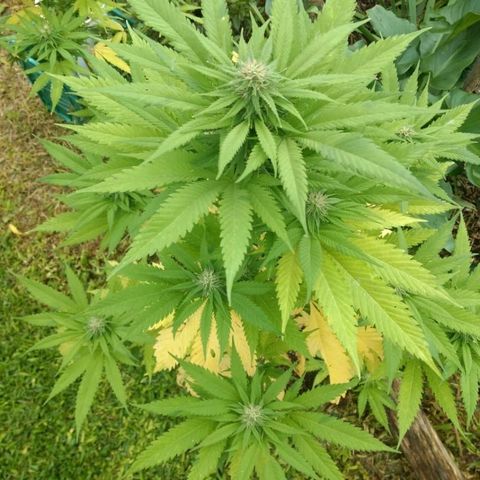 OutLaw growlog timeline photo