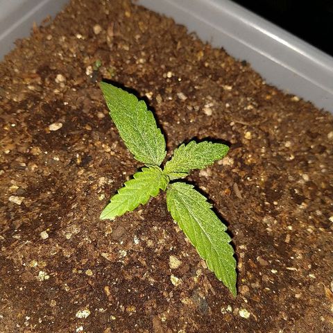 Purple Bud auto growlog photo: En el indoor