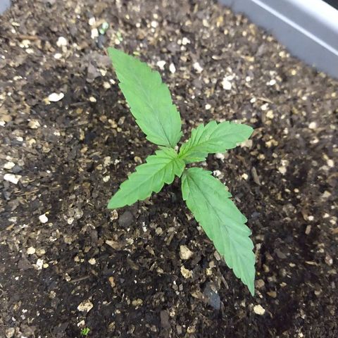 Purple Bud auto growlog photo: En el indoor