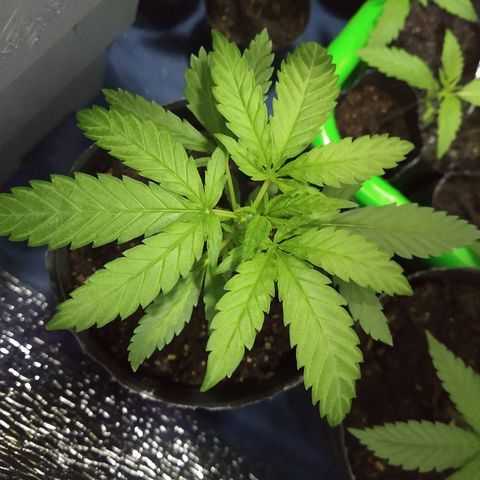 AK47 #2 growlog timeline photo