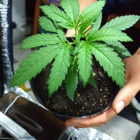 AK47 #2 growlog timeline photo