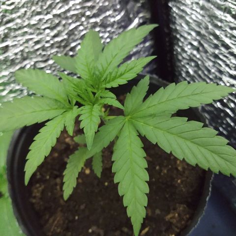 AK47 #2 growlog timeline photo