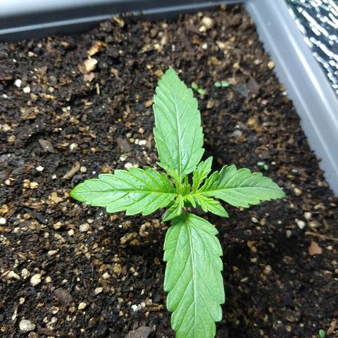 Purple Bud auto growlog photo: Creciendo