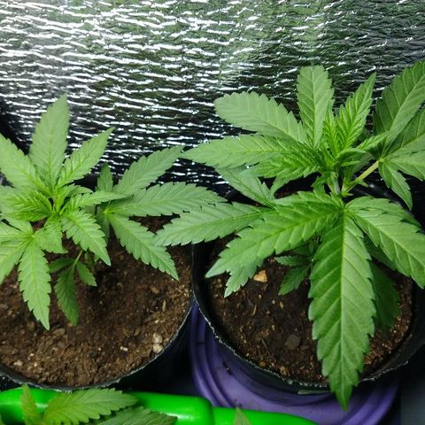AK47 #1 growlog photo: Creciendo