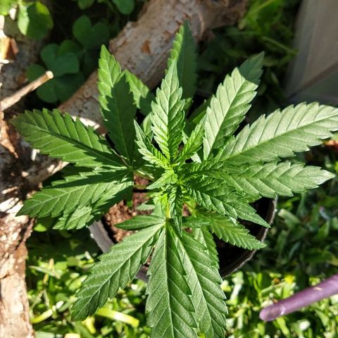 AK47 #1 growlog timeline photo