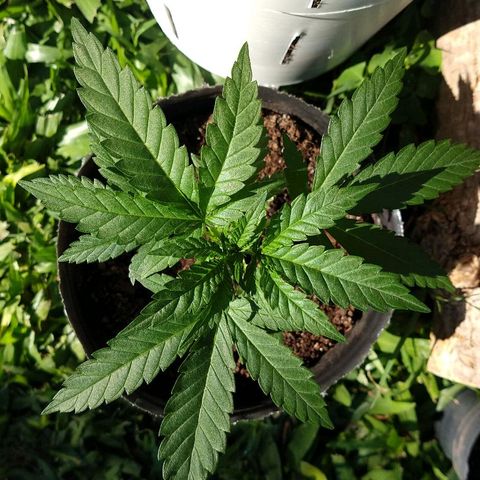 AK47 #2 growlog photo: Tomando sol