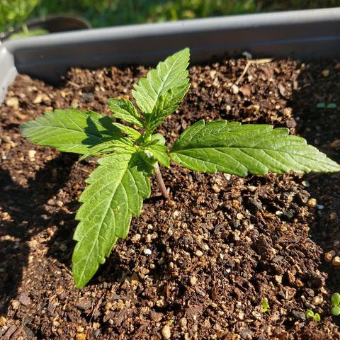 Purple Bud auto growlog photo: Creciendo