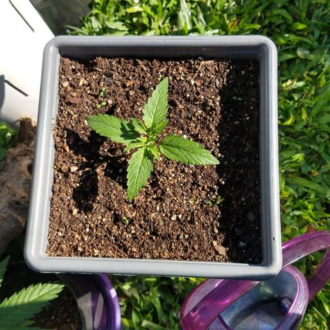 Purple Bud auto growlog photo: Creciendo