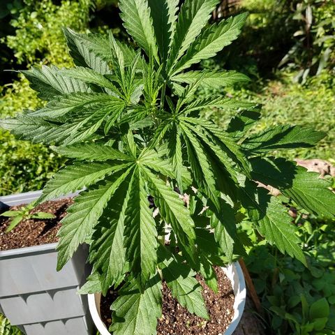 Purple Bud auto growlog photo: Creciendo