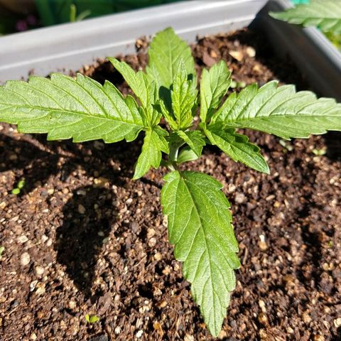 Purple Bud auto growlog photo: Al sol hermosa