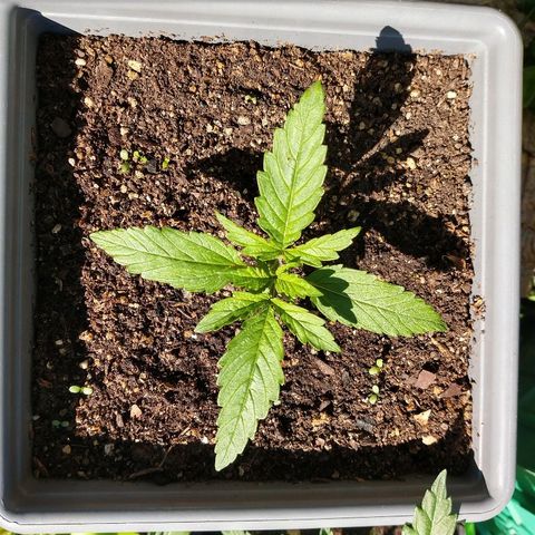 Purple Bud auto growlog photo: Al sol hermosa