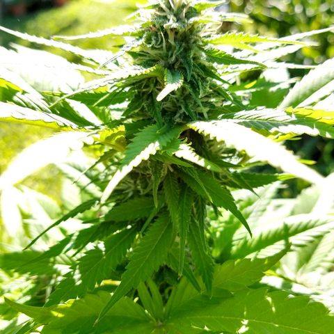 OutLaw growlog photo: Engordando