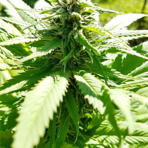 OutLaw growlog photo: Engordando