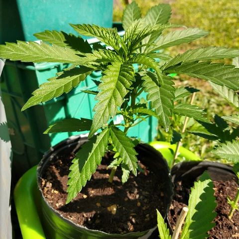 AK47 #1 growlog photo: Creciendo