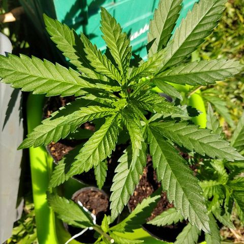 AK47 #1 growlog photo: Creciendo