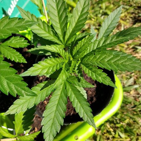 AK47 #2 growlog photo: Creciendo al sol
